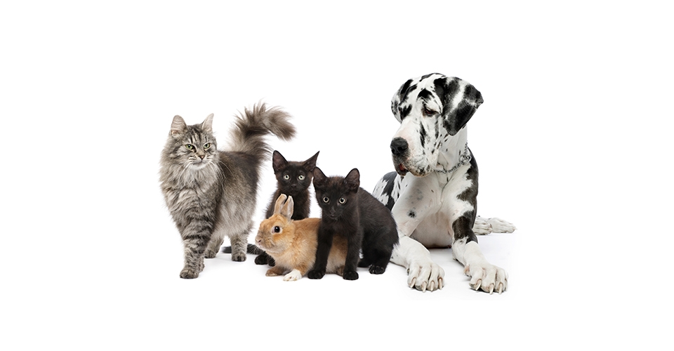 Animal Care Center