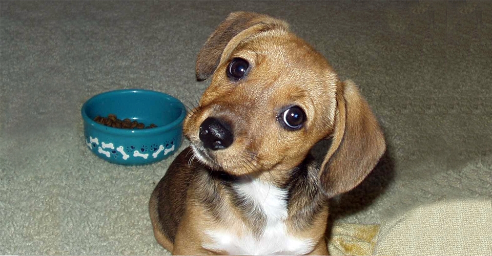 Animals Donate